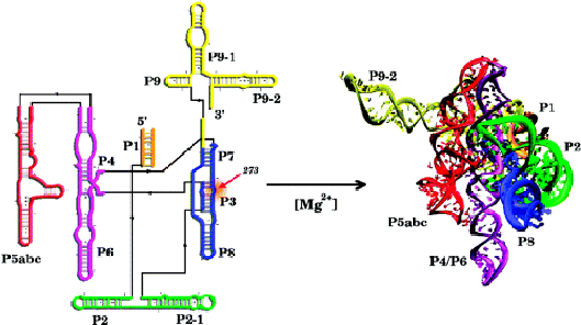 Biophysics simulation