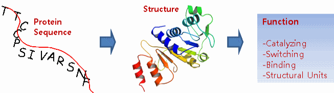 Protein Structure