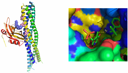 Protein Docking